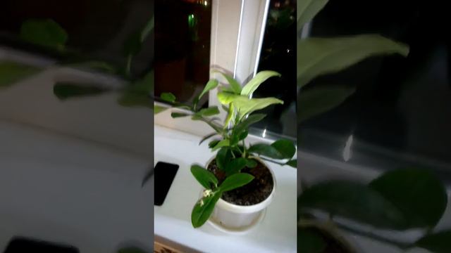 Лимон из черенка смотреть онлайн