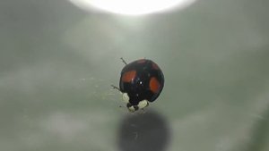 ИНСЕКТАРИЙ: 42. Божья Коровка Арлекин (Harmonia axyridis)