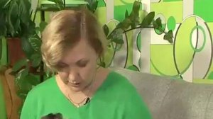 Порода собак - йоркширский терьер. Правильное питание (Фото, видео)