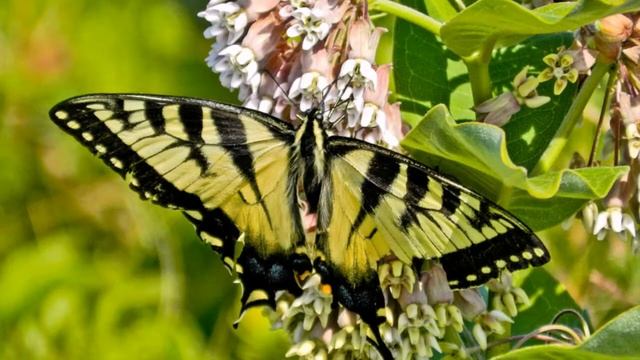 Nikon Coolpix P500 смотреть онлайн