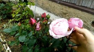 Роза Dieter Muller