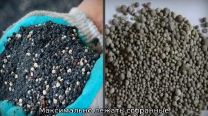 Яблоня Горнист