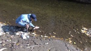 Воблер BTK Swimmer SMITH. Рыбалка на ленка на Дальнем Востоке.