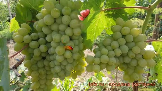 Виноград плодовый Гарольд (vitis garol'd) ? Гарольд обзор: как сажать, рассада винограда Гарольд