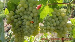 Виноград плодовый Гарольд (vitis garol'd) ? Гарольд обзор: как сажать, рассада винограда Гарольд