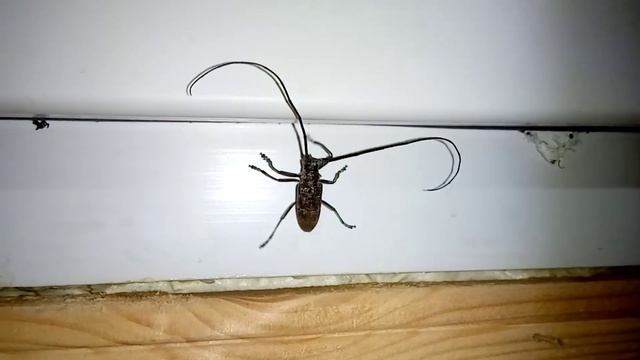 Жук-усач ползает по стене и потолку смотреть онлайн