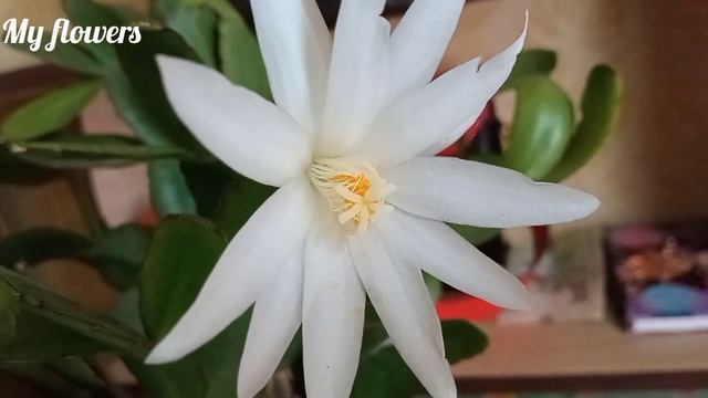 Не цветет Рипсалидопсис?(Пасхальный кактус) смотреть онлайн