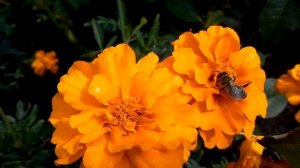 Цветы на даче. Летние и осенние