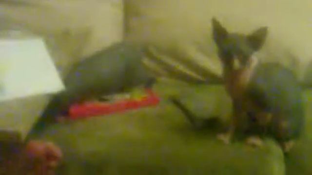 Канадские сфинксы. Питомник "Sharel smile". Часть 3. смотреть онлайн