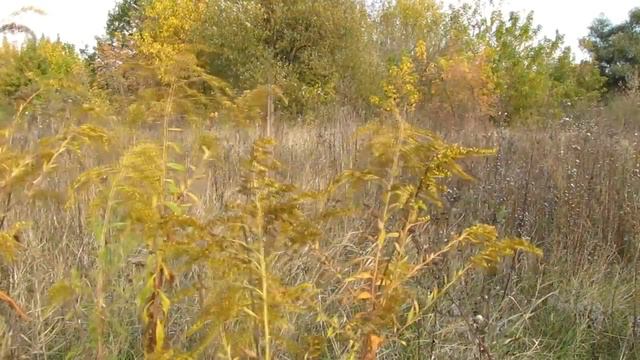 СЧАСТЬЕ ТАМ  ... смотреть онлайн