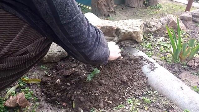 ВЫРАЩИВАНИЕ ИМБИРЯ НА ОГОРОДЕ ПЕРВЫЙ ГОД.Vselennaya Uvlecheniy