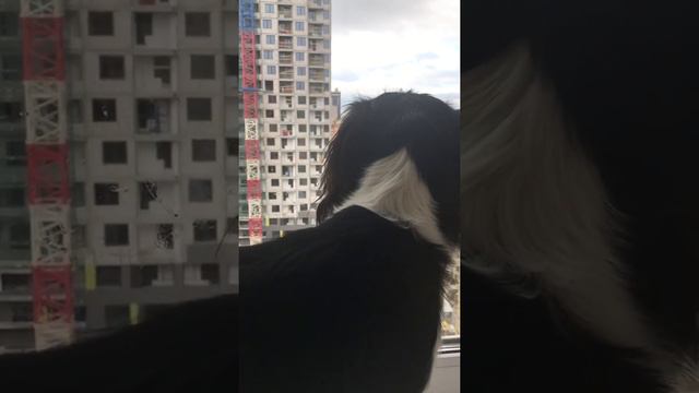 Кавалер Кинг Чарльз Спаниель следит за строительством дома