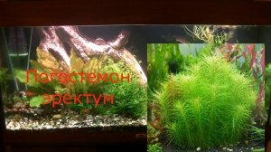 Аквариумные растения заднего плана. Aquarium plants in the background.