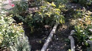 Розы. Что посадить к розам.