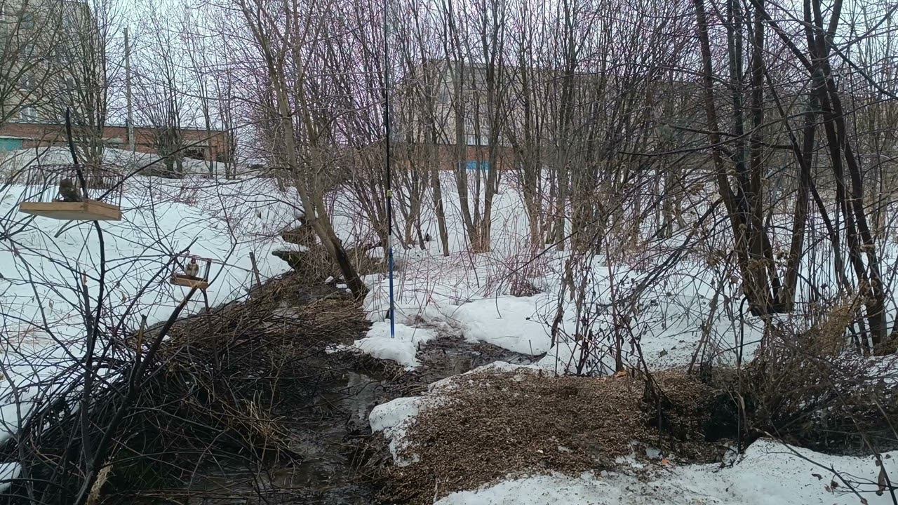 Ловля певчих птиц 1.04.24. смотреть онлайн