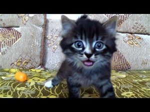 Макс играет с котенком в игрушки это вам не симулятор про кота это смешной кот