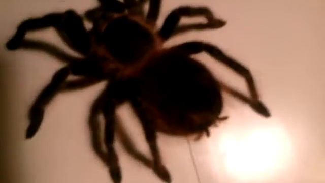 Lasiodora parahybana-Бразильский паук-птицеед смотреть онлайн