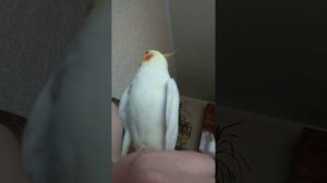 Корелла Саня поёт песни, и говорит птичка.