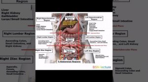 ABDOMINAL QUADRANTS | 9 REGION |ABDOMINAL ASSESSMENT #LECTURE #medical