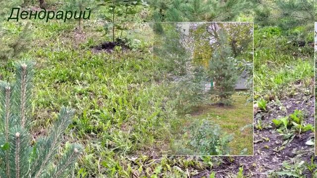 Пришкольный участок в восточном стиле #ЭкоВолонтеры-2020 смотреть онлайн