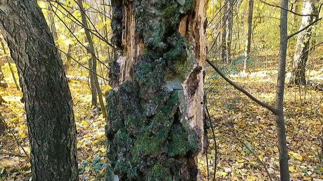 Экшн-камера Digma DiCam 850. Тест в различных условиях. смотреть онлайн