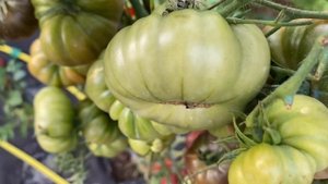 Моё томатное поле. Тепличные томаты в открытом грунте.