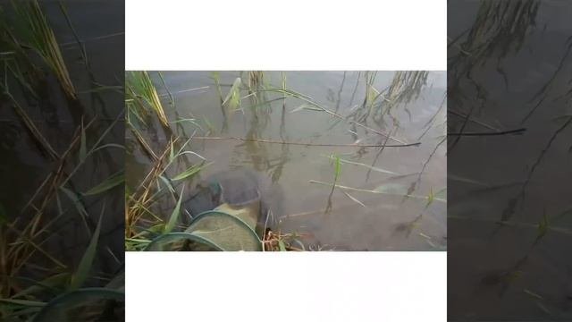 Карповая рыбалка Крым