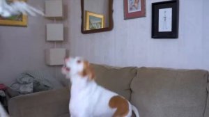 Halloween Prank: Skeleton Scares Dog