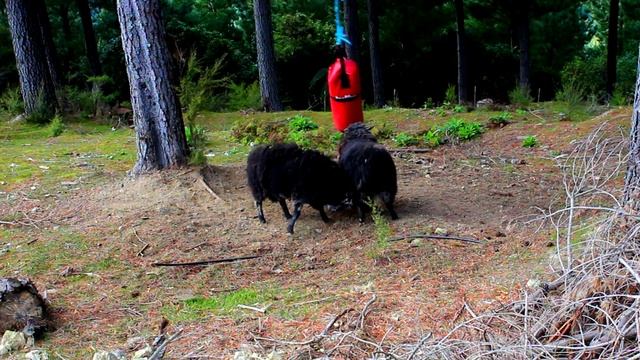 What happens when you leave a boxing bag in the Forest?? смотреть онлайн