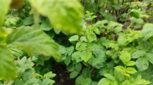 Малина в начале июля. Поспевает малина