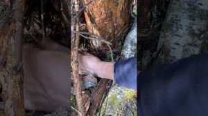 Расскажу Где найти короедов! Короед типограф