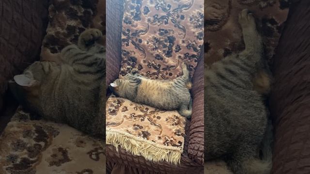 КОТЯ В ЖАРКИЙ ПОЛДЕНЬ