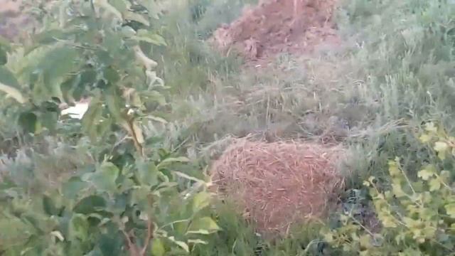 Сохнут листочки на всех яблонях смотреть онлайн