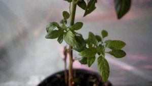 Перец в горшке. Перец выращивание. Перец на подоконнике. Перец Дракоша.