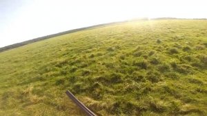 Бретонский эпаньоль  "Ритма Хозяин полей". 4,5 месяца. Первая самостоятельная охота на бекаса.