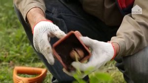 Выращивание  грецкого ореха