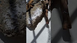 #агама кальций для агамы