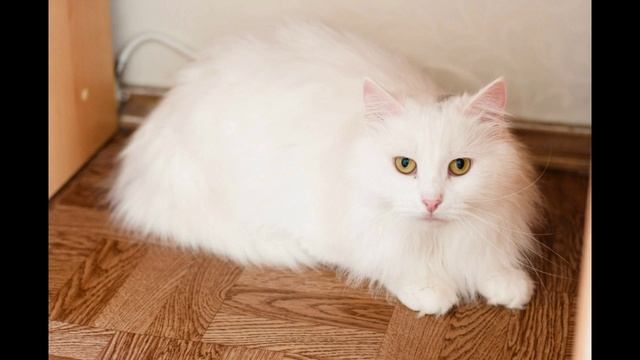 ПОЧЕМУ МУРЛЫКАЮТ КОТЫ И КОШКИ/ ФАКТЫ О КОШКАХ