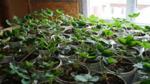 Ремонтантная клубника дома 14 день. Сорт кабрилло 14 день.