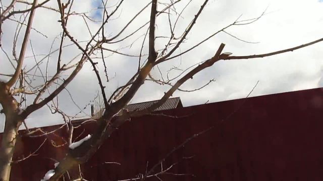 Слива.  Для чего нужно оставлять новый прирост.