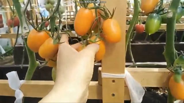 сортовой томат ДЕ БАРАО ОРАНЖЕВЫЙ обзор смотреть онлайн