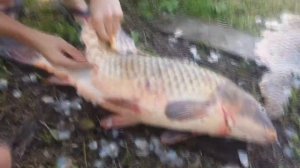 Как ПРАВИЛЬНО чистить ОГРОМНУЮ рыбу