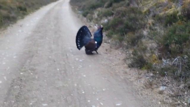 Capercaillie displays and attacks cyclist near Aviemore 2019 mp4 смотреть онлайн