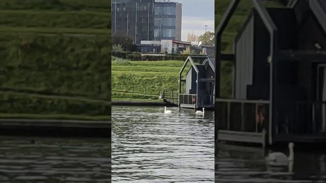 Где можно увидеть лебедей? #где #лебеди #река смотреть онлайн