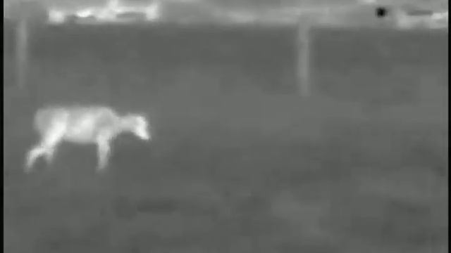 More deer смотреть онлайн