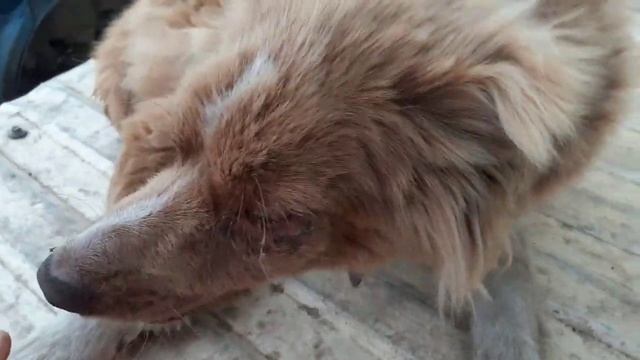 Где-то в приюте... смотреть онлайн