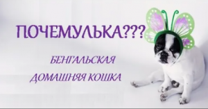 ПОЧЕМУЛЬКА? ПОРОДЫ КОШЕК. БЕНГАЛЬСКАЯ ДОМАШНЯЯ КОШКА.