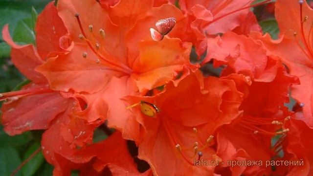 Азалия гибридная Хотспур ред (hotspur red) ? обзор: как сажать, саженцы азалии Хотспур ред смотреть онлайн