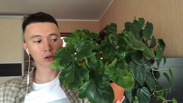 Большой Обзор » Мои Комнатные Растения » Калатея Варшевича, Аглаонема, Филодендрон, Сциндапсус