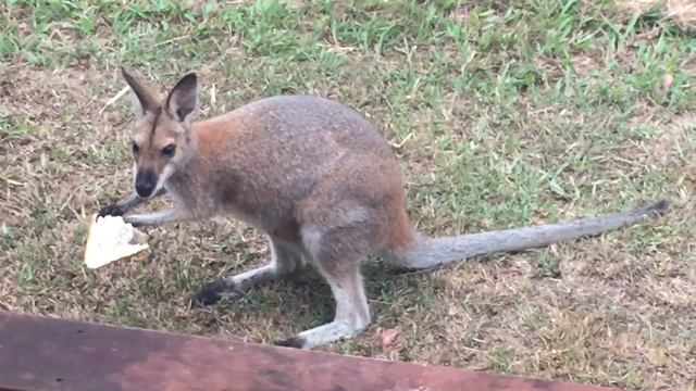 Кенгуру кушает смотреть онлайн